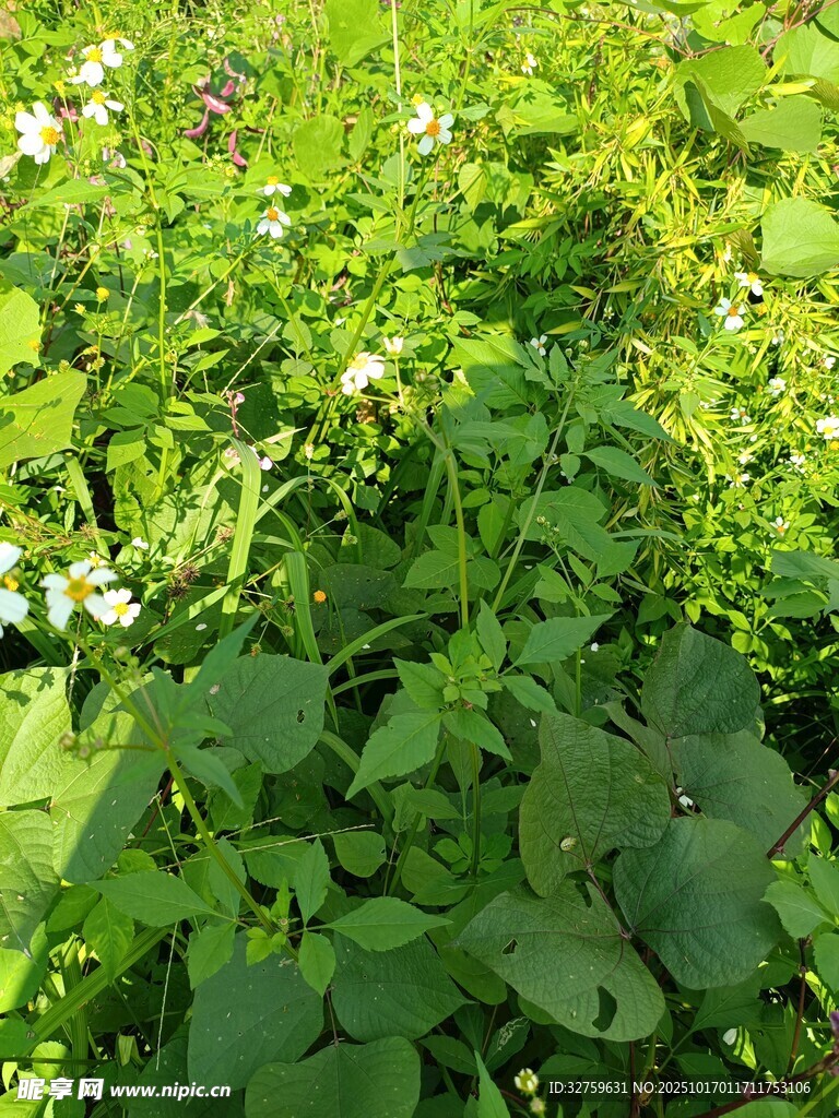 绿意盎然的繁茂植物