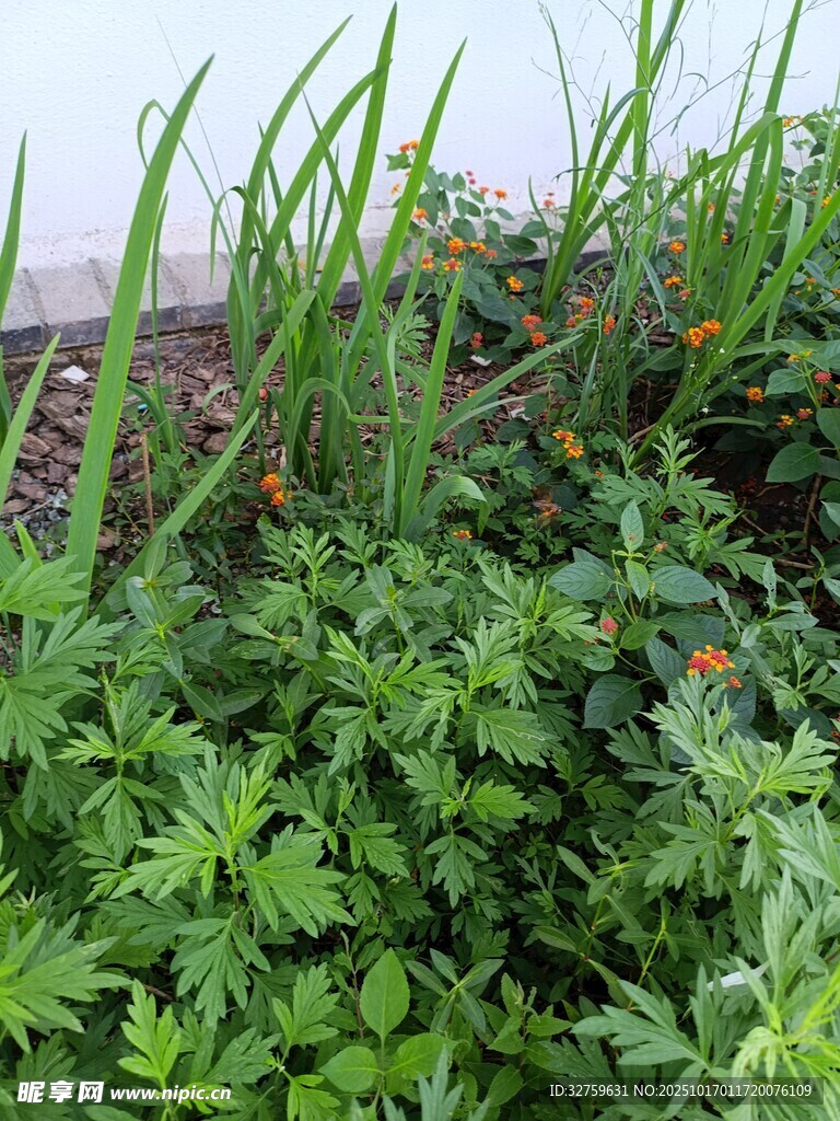 庭院中的绿植与小花