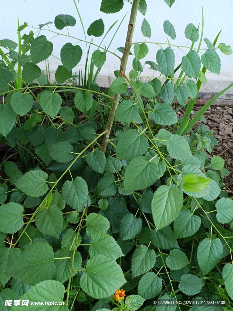 绿叶繁茂的植物藤蔓