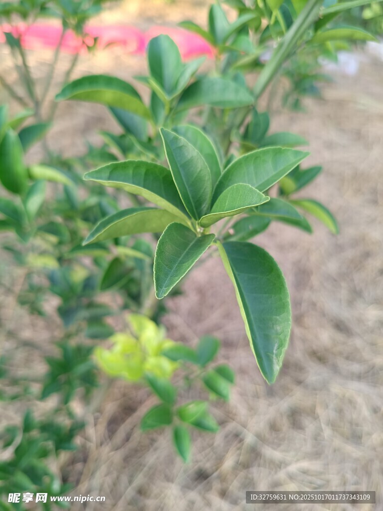 翠绿叶片的清新植物