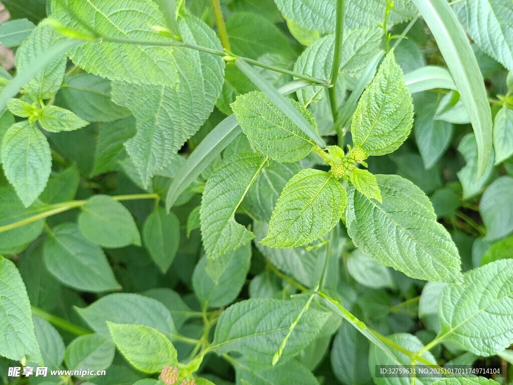 绿色繁茂的野生植物