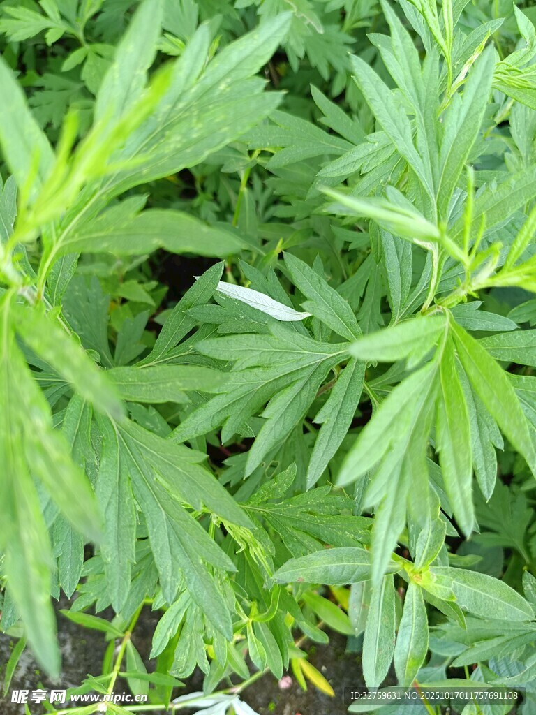 嫩绿艾草植株特写