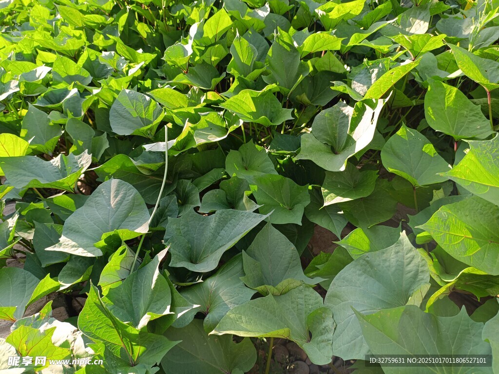翠绿茂盛的水生植物