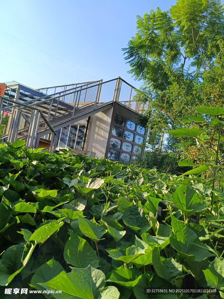 绿植环绕的现代建筑