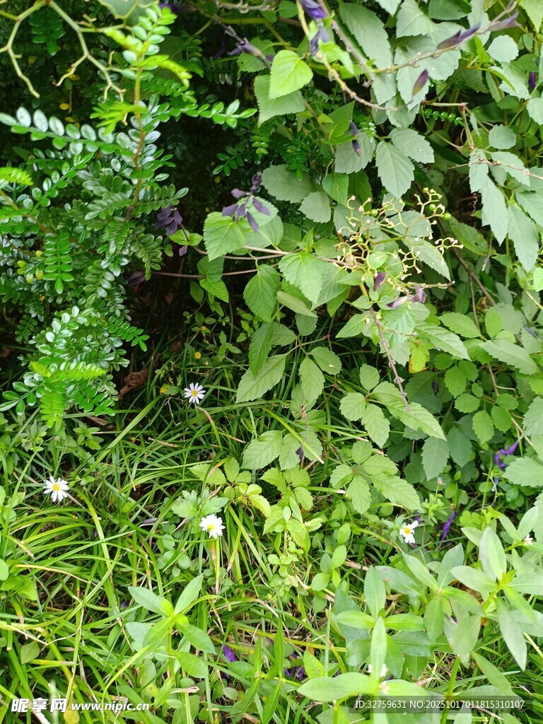 繁茂绿植景观