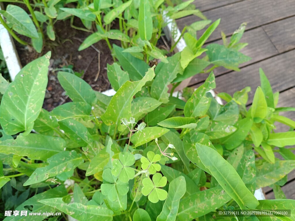 绿叶繁茂的清新植物景观