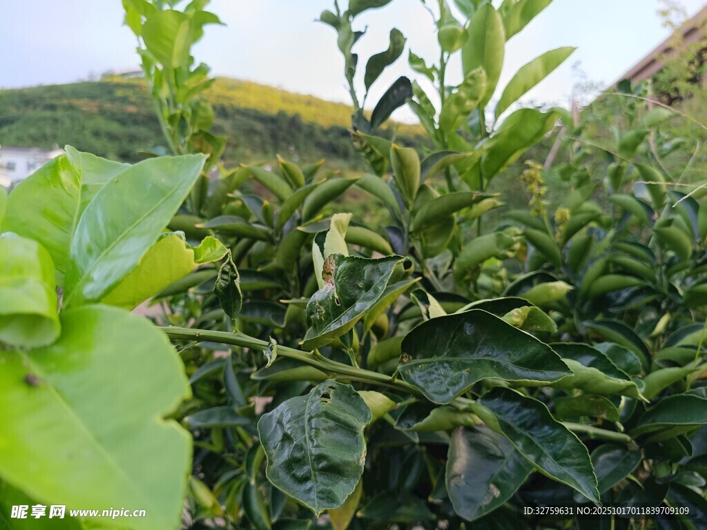 翠绿繁茂的茶树植株