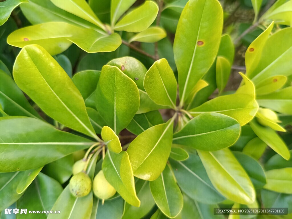 翠绿海桐枝叶特写