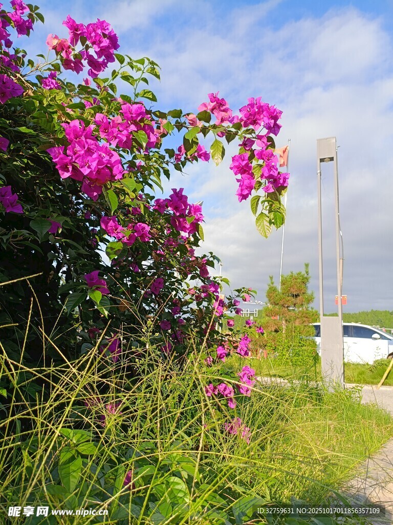路边绽放的艳丽紫色花朵