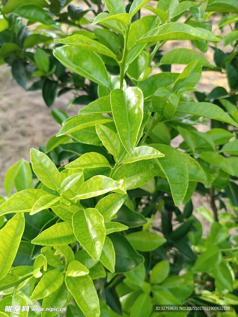 翠绿生机勃勃的植物枝叶