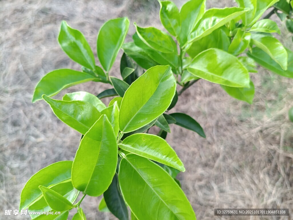 嫩绿枝叶特写