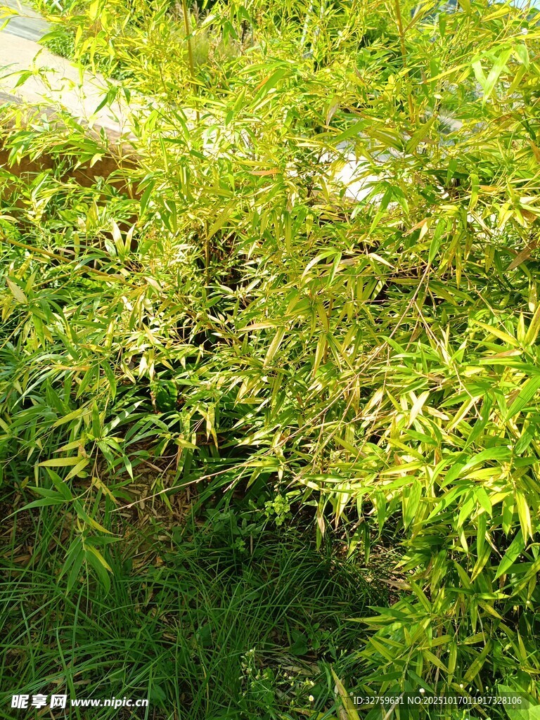 翠绿繁茂的蓬勃植物景观
