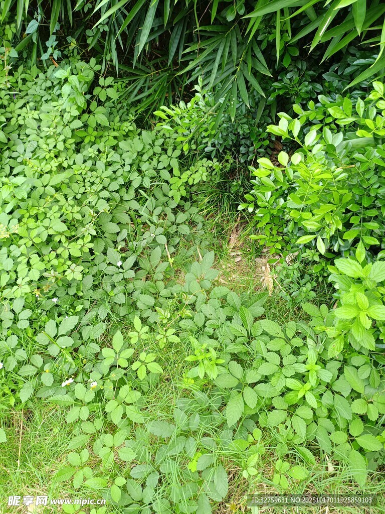 繁茂绿植景观