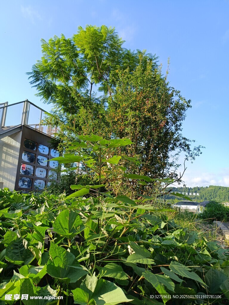 绿植环绕的现代建筑景观