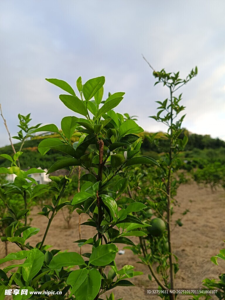 田间翠绿植物生机勃勃
