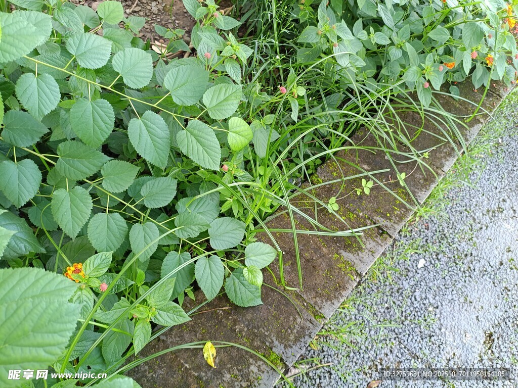 路边生机盎然的绿色植物