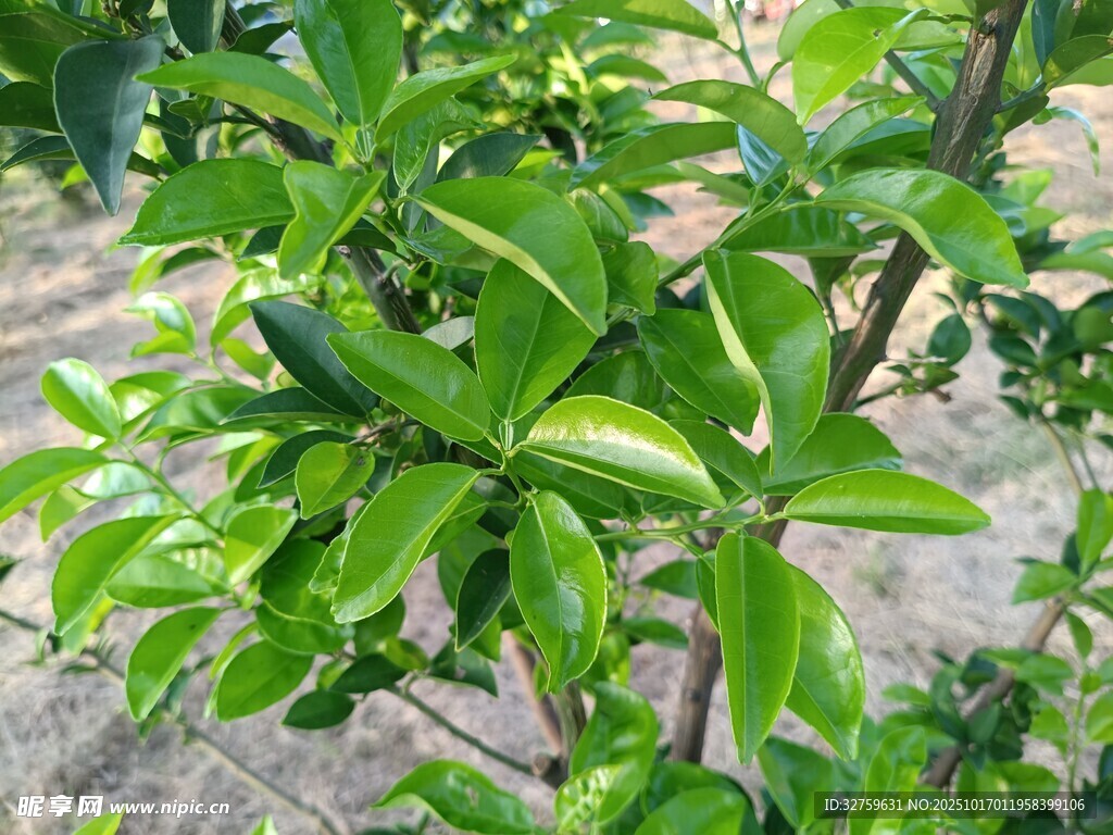 绿叶繁茂的植物