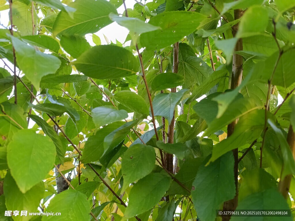 绿叶繁茂的植物景象