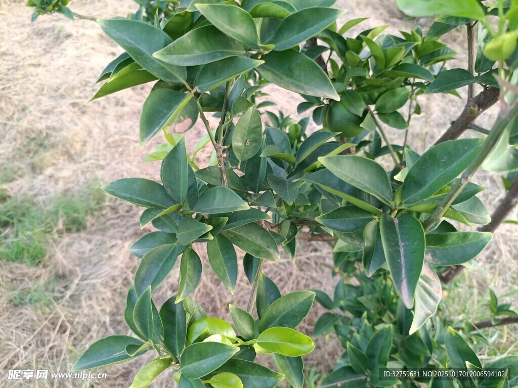 绿叶繁茂的植物枝干