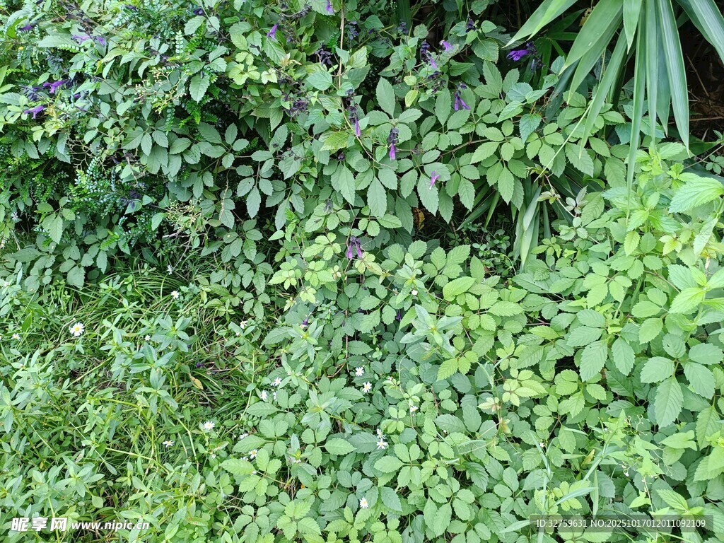 翠绿繁茂的植物景观