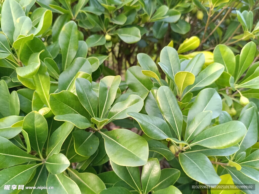 翠绿海桐枝叶特写