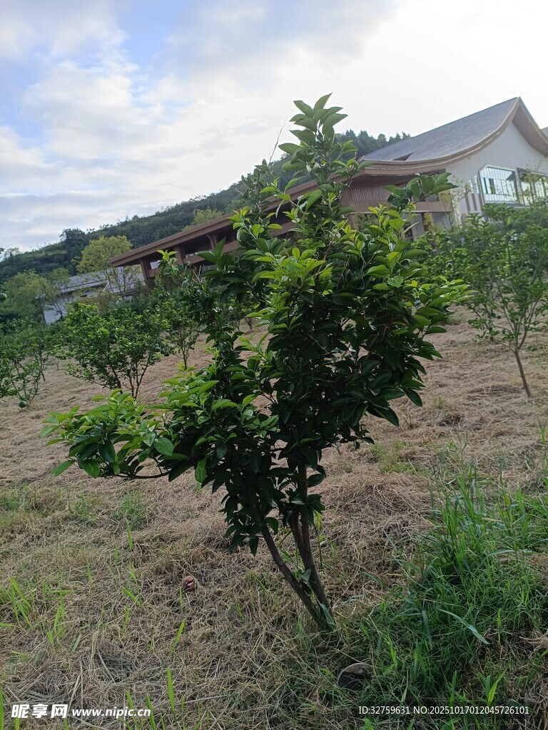 田园果树与远处屋舍景观