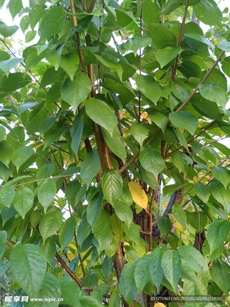 繁茂绿植展现自然生机