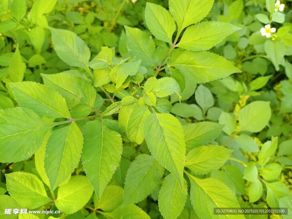 翠绿叶片植物特写
