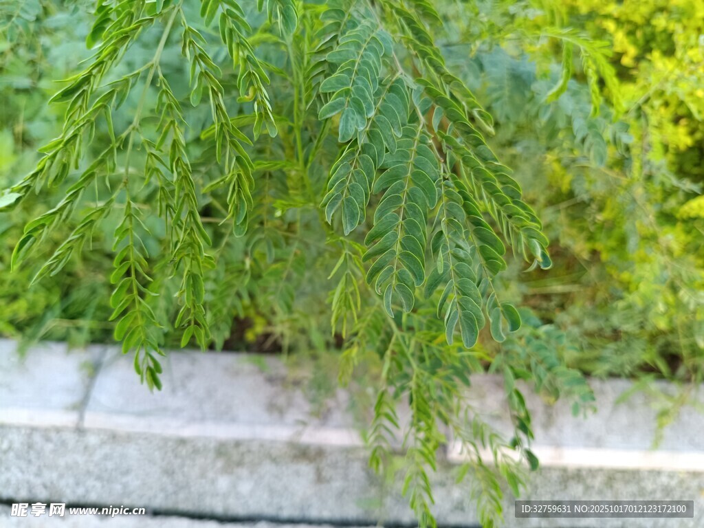 垂落的翠绿松针植物