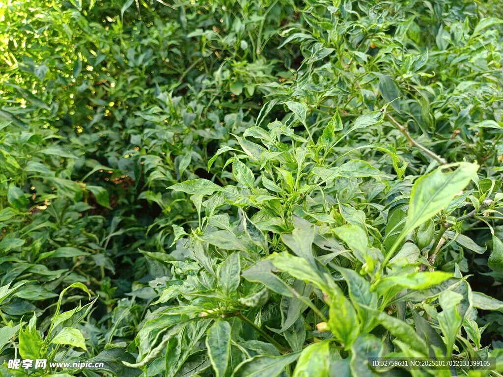 繁茂绿植景观