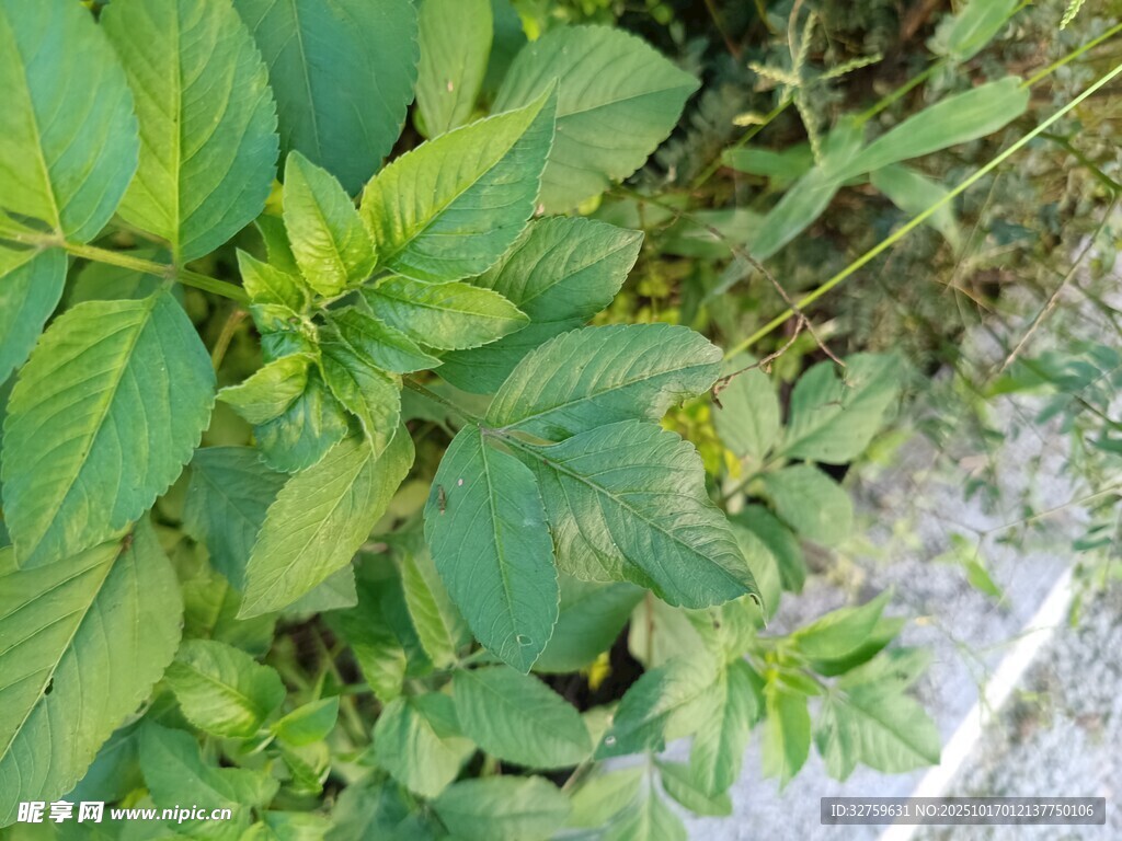 绿叶植物特写
