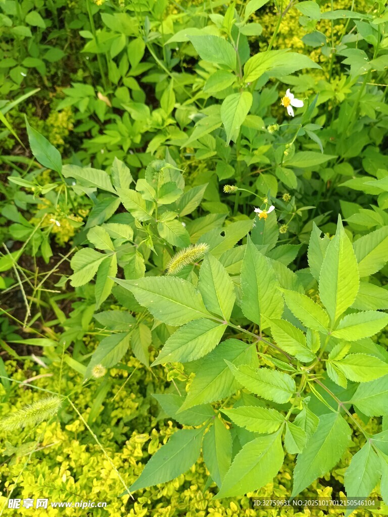 繁茂绿植景观