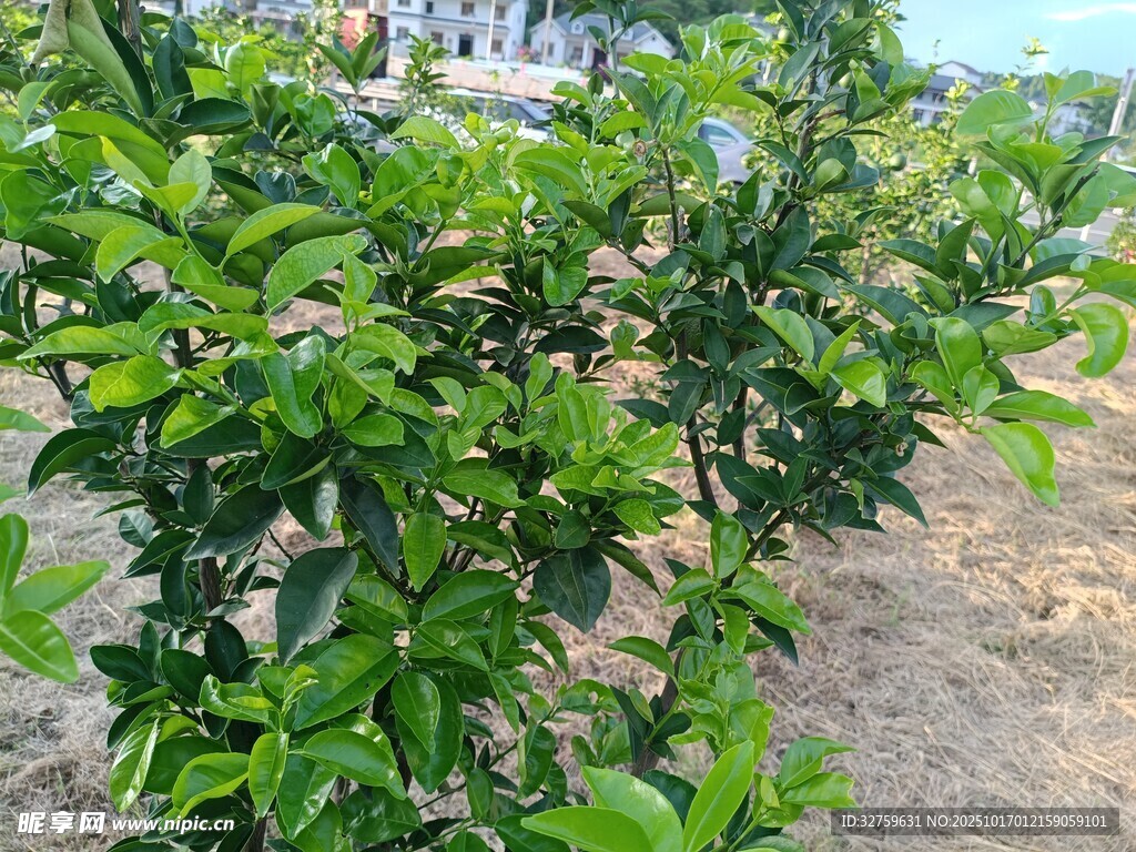 绿叶繁茂的绿植景观
