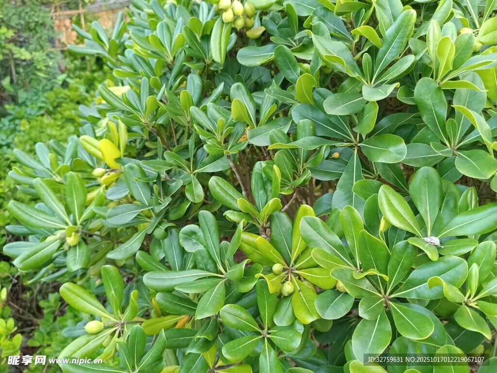 翠绿繁茂的绿植景观