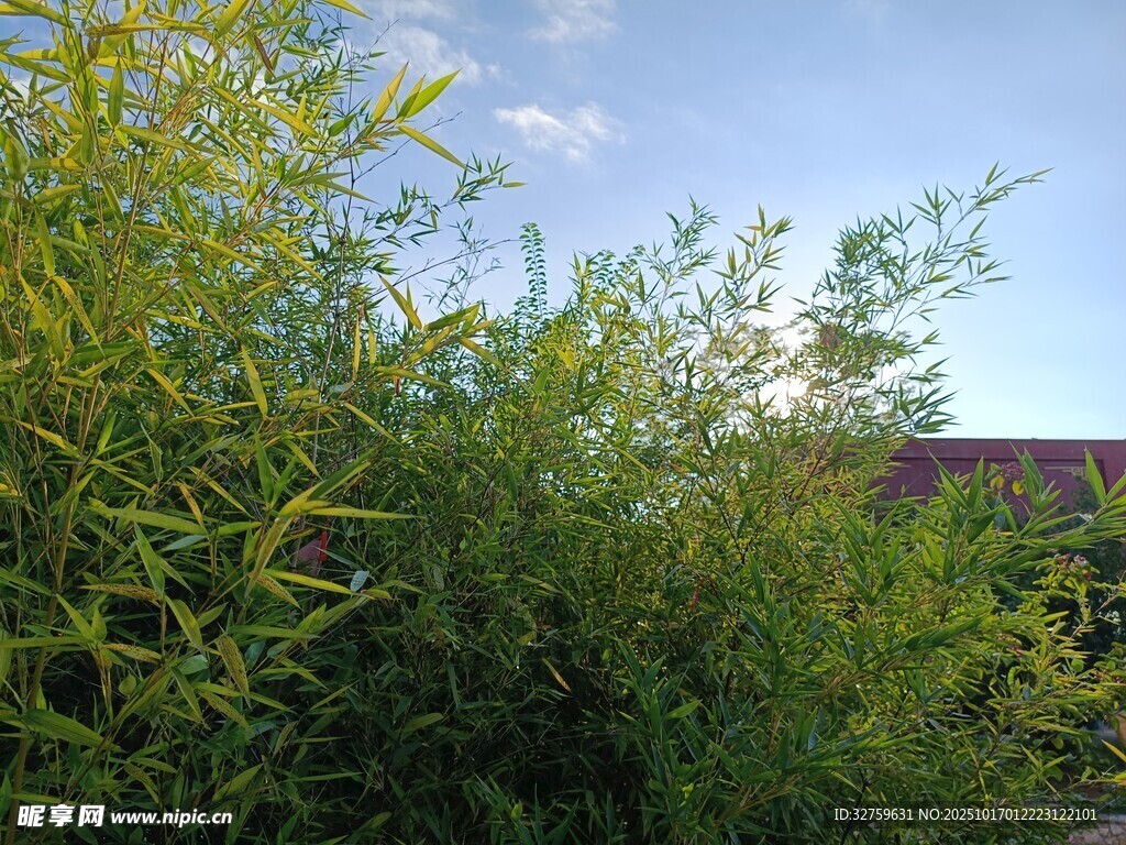 夏日葱郁绿植景观