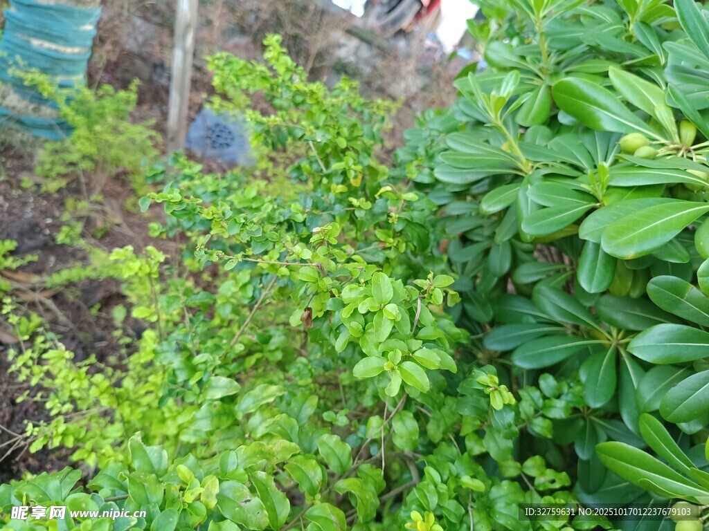 翠绿繁茂的多种绿植景观