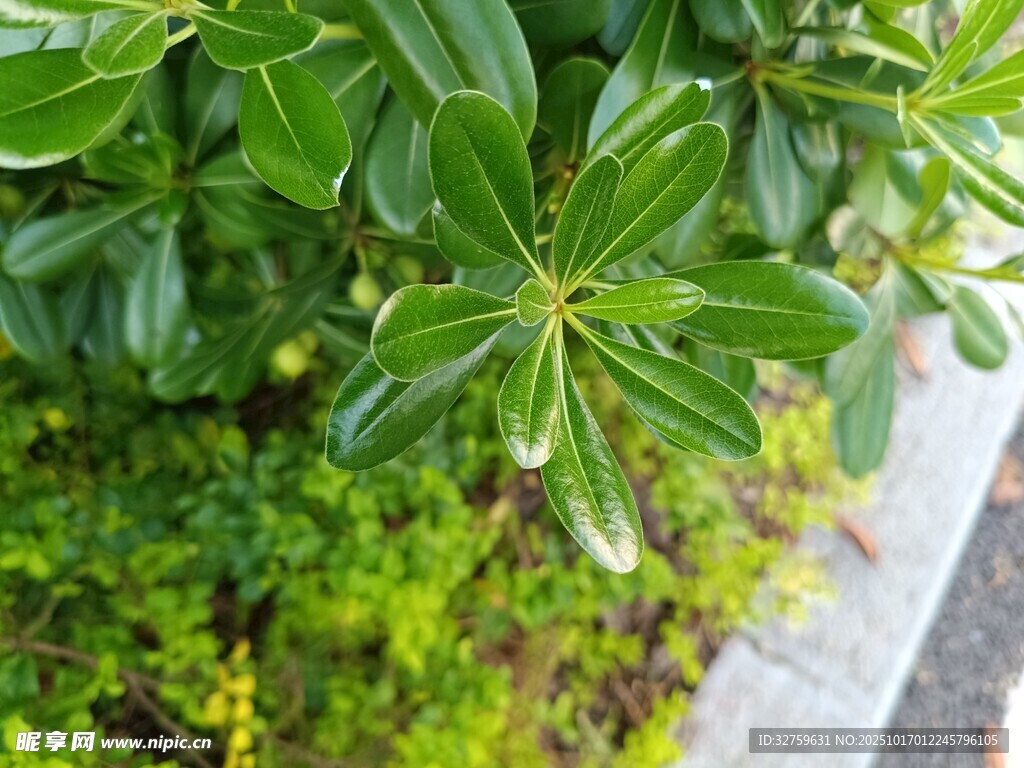 翠绿海桐枝叶特写