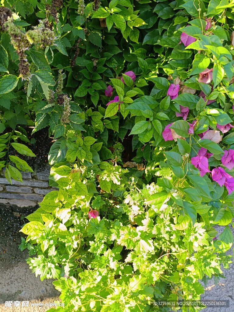 多彩花卉绿植景观
