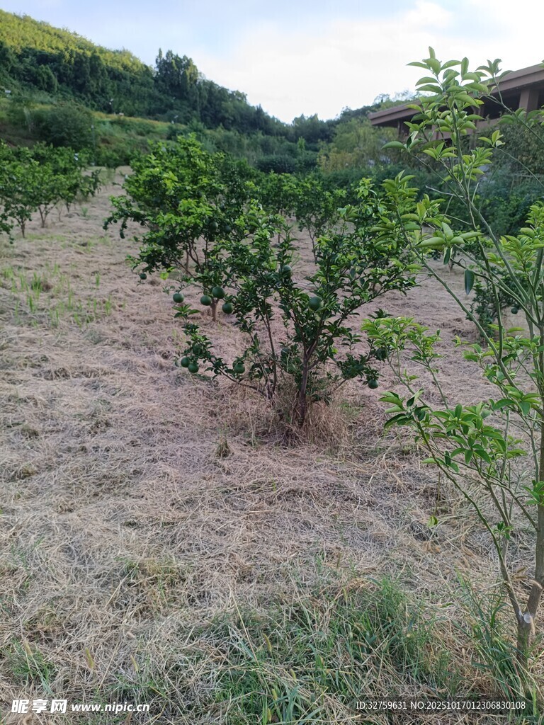 果园中的绿植
