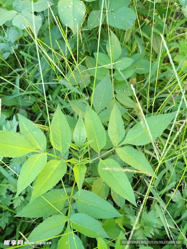 野外嫩绿植物特写
