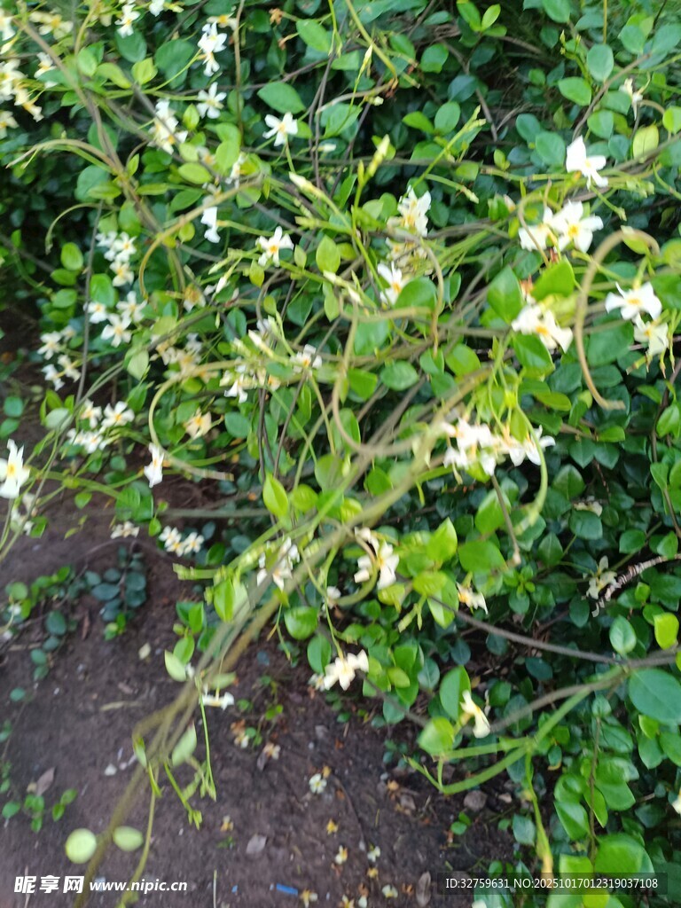 白色小花繁茂的绿植