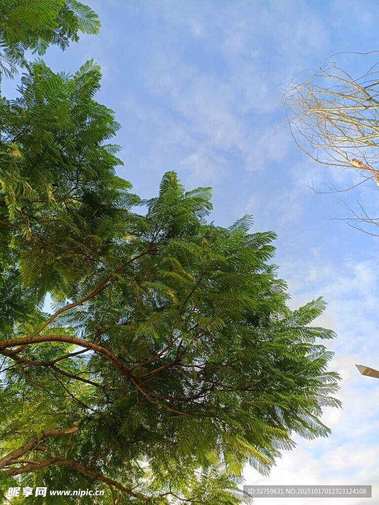 仰视葱郁树木与蓝天