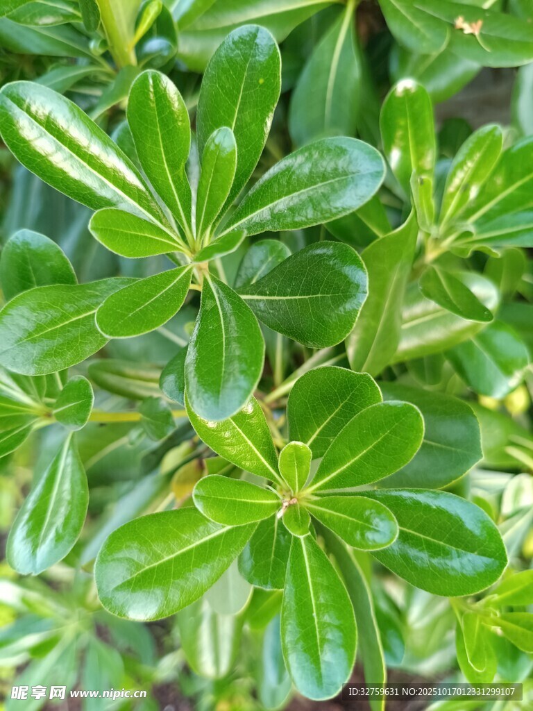 翠绿叶片的生机植物