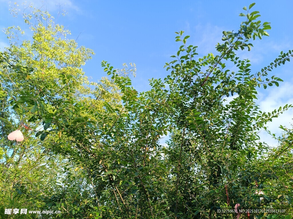 蓝天绿树风景图