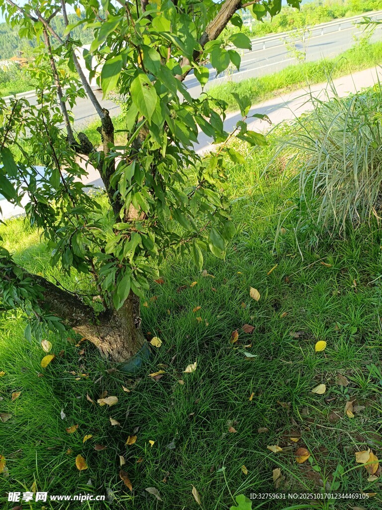 路边绿树与草地景象