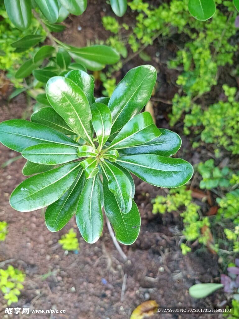 绿叶植物特写