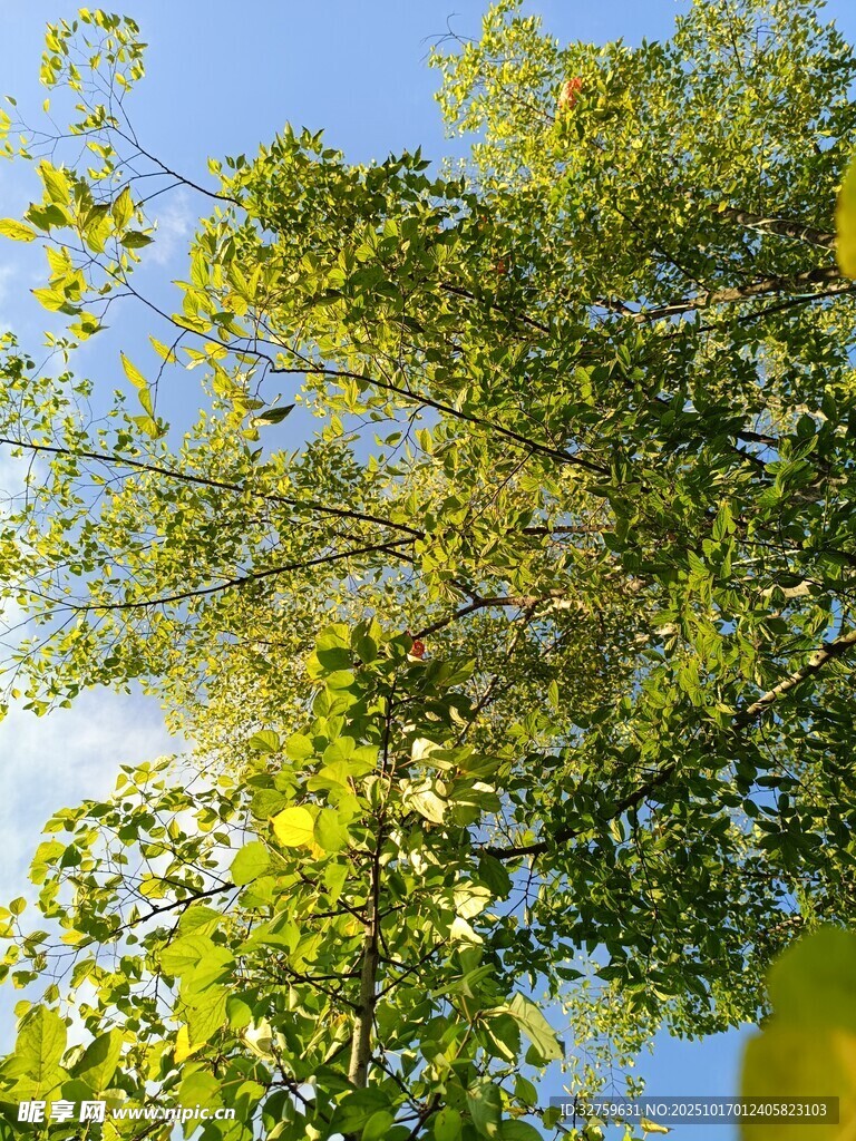 蓝天映衬下的繁茂绿树