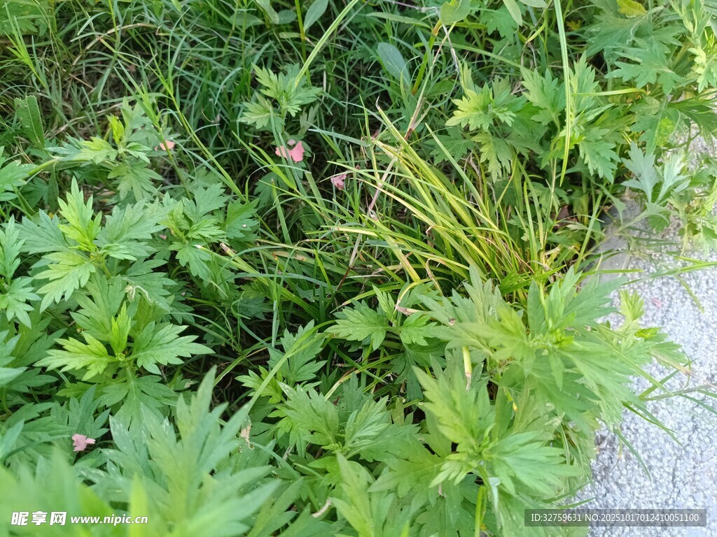 路边繁茂的绿色植物