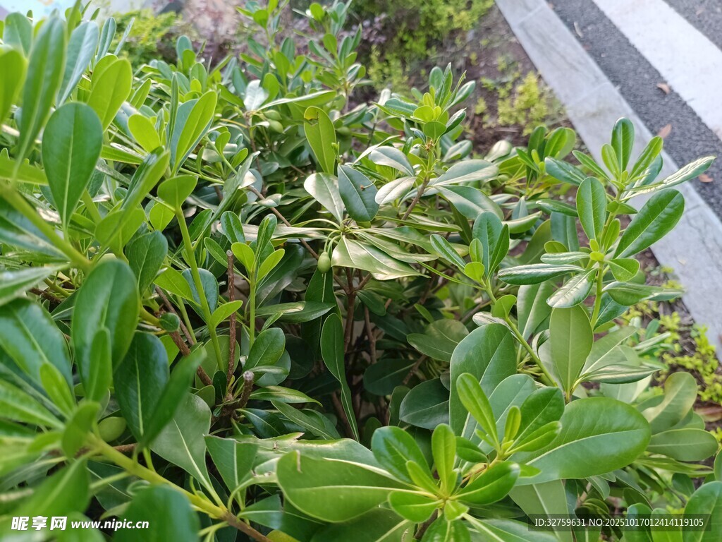 路边翠绿的丛生植物