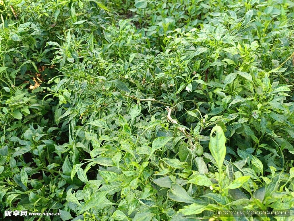 茂密绿植景观